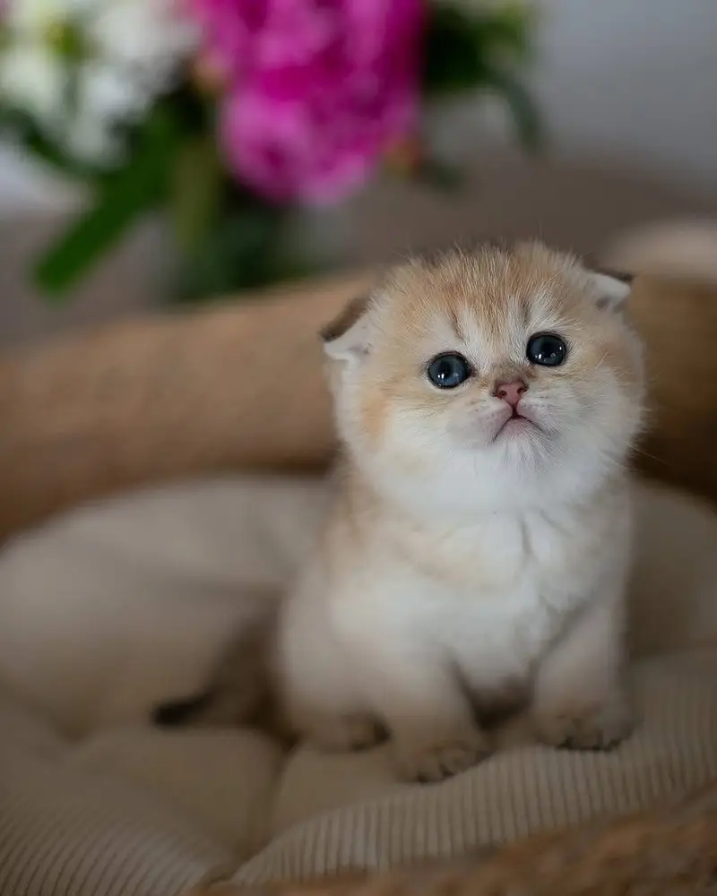 SCOTTISH FOLD | PUREBRED | IMPORTED — photo 2
