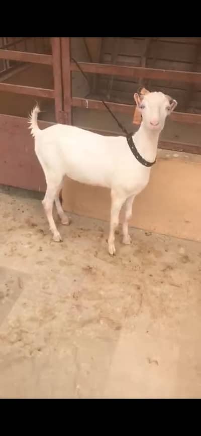 Gulabi teddy bakra (Breeder)