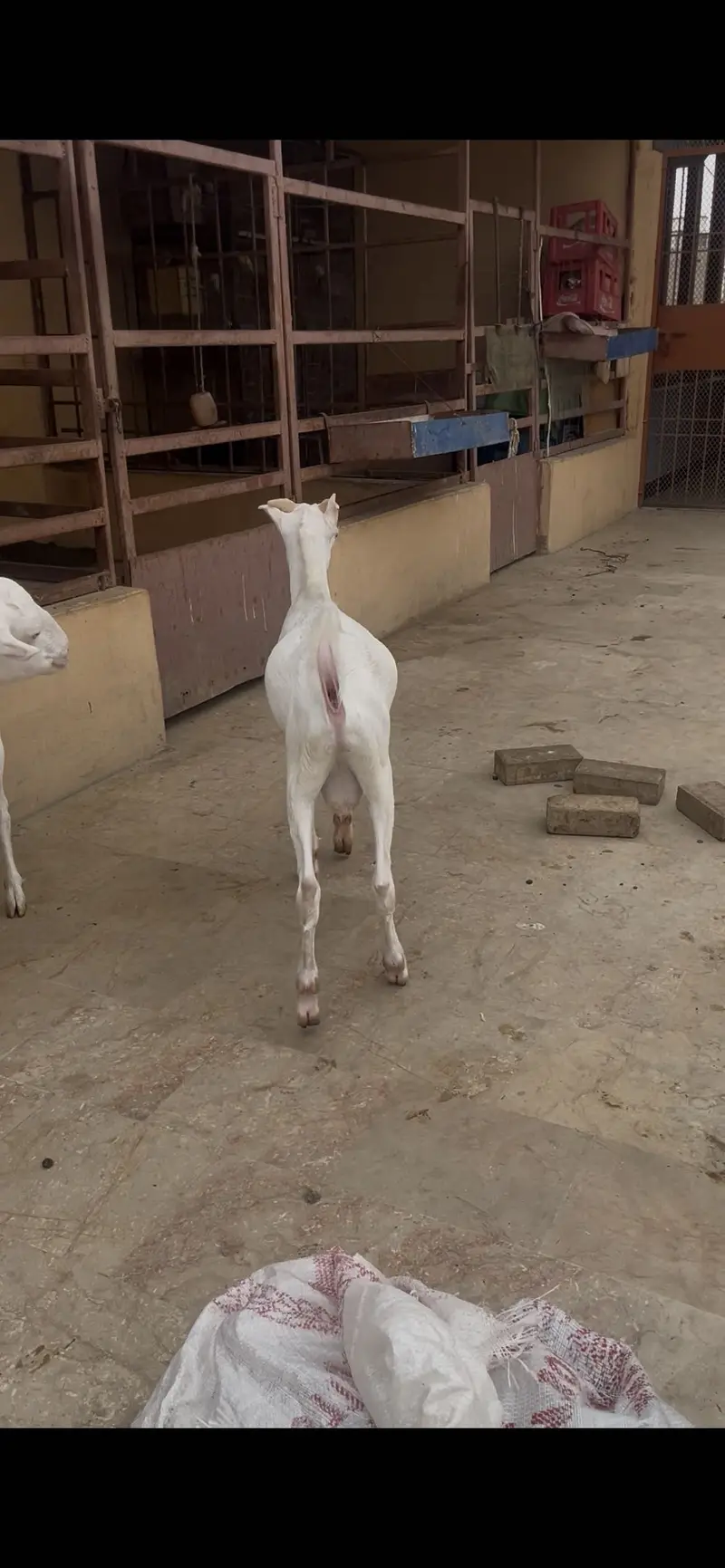 Gulabi teddy bakra (Breeder) — photo 2