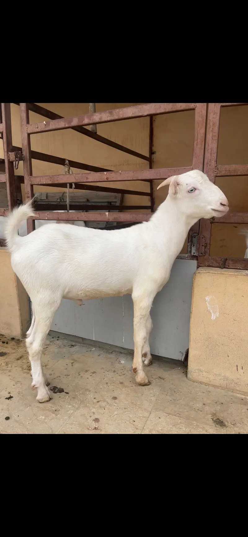 Gulabi teddy bakra (Breeder) — photo 3