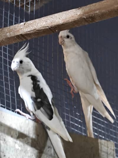 Eno Red eye female x eno pied male