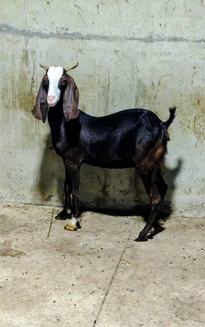 Female Bakri