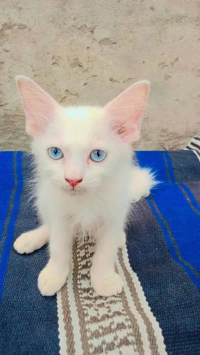 persion cat and kitten punch face triple cotted