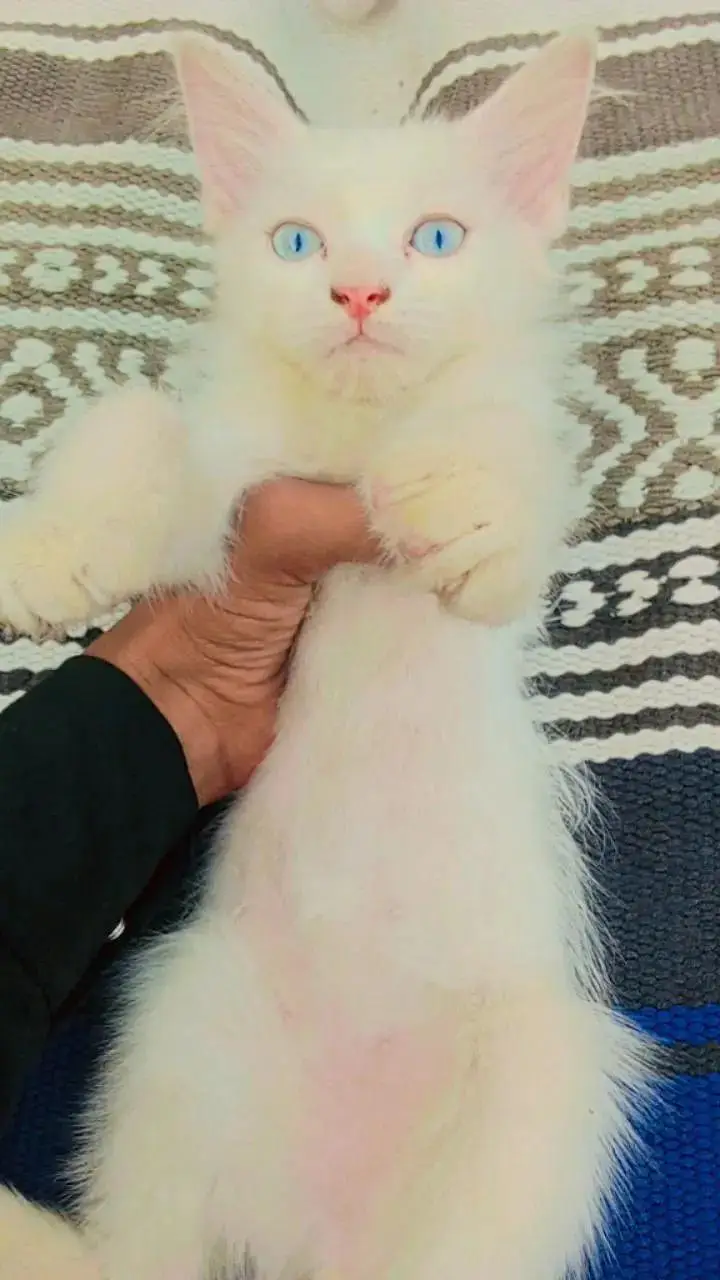 persion cat and kitten punch face triple cotted blue eyes — photo 2