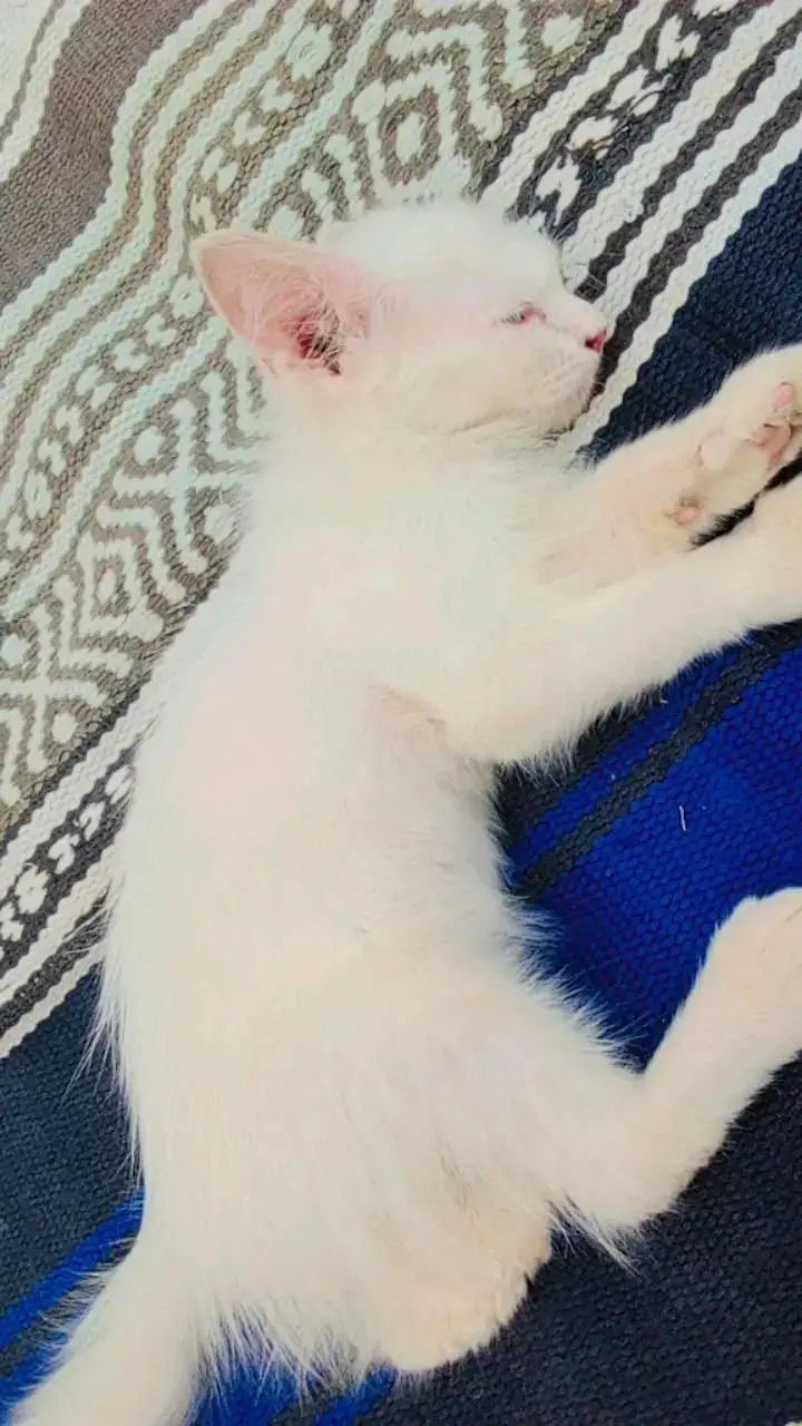 persion cat and kitten punch face triple cotted blue eyes — photo 3