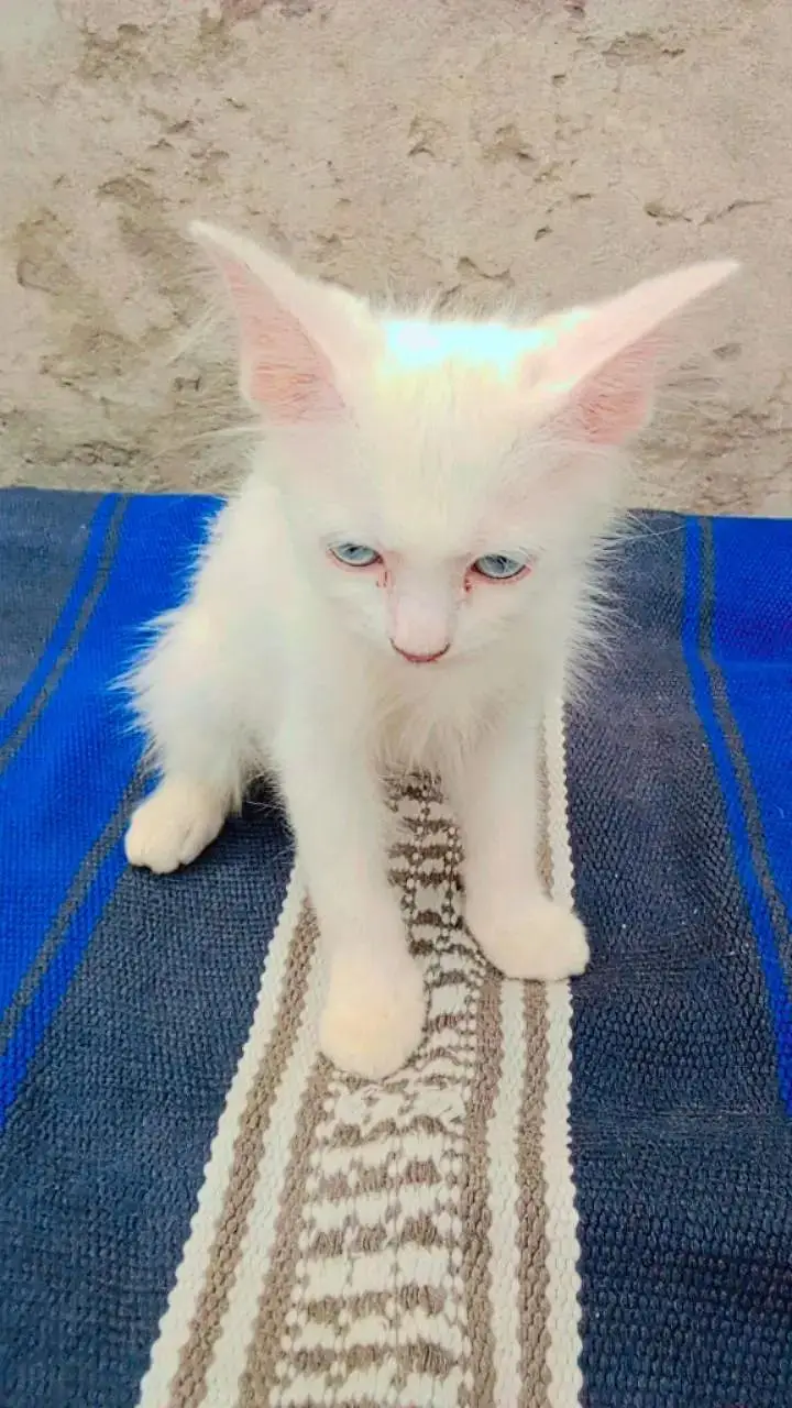 persion cat and kitten punch face triple cotted blue eyes — photo 4