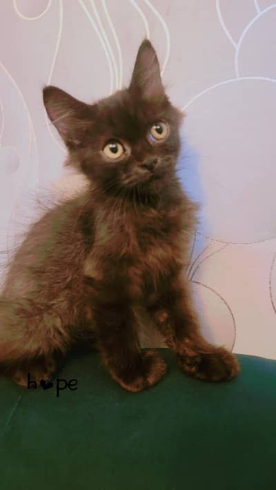 Black male kitten for Sale