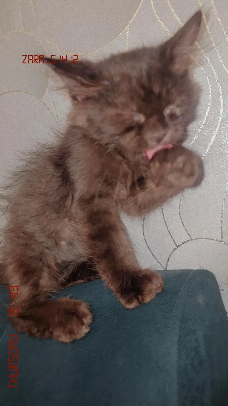 Black male kitten for Sale — photo 2