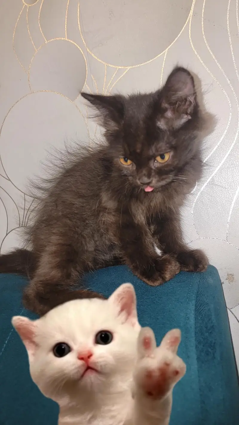 Black male kitten for Sale — photo 3