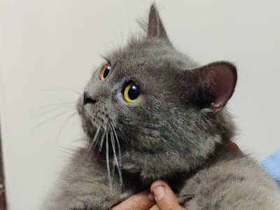 Persian cat grey colour