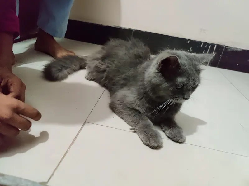 Persian cat grey colour — photo 2