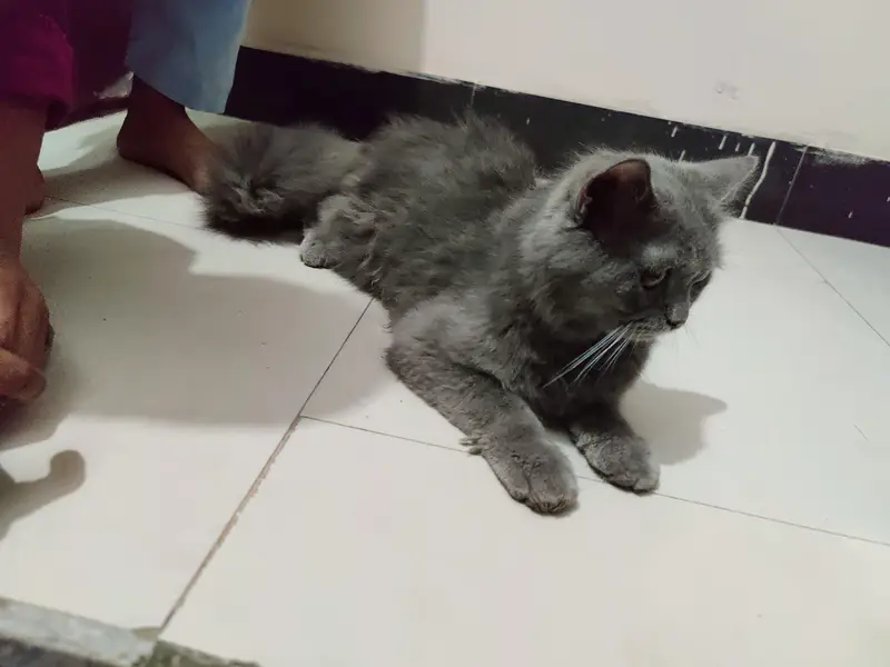 Persian cat grey colour — photo 3