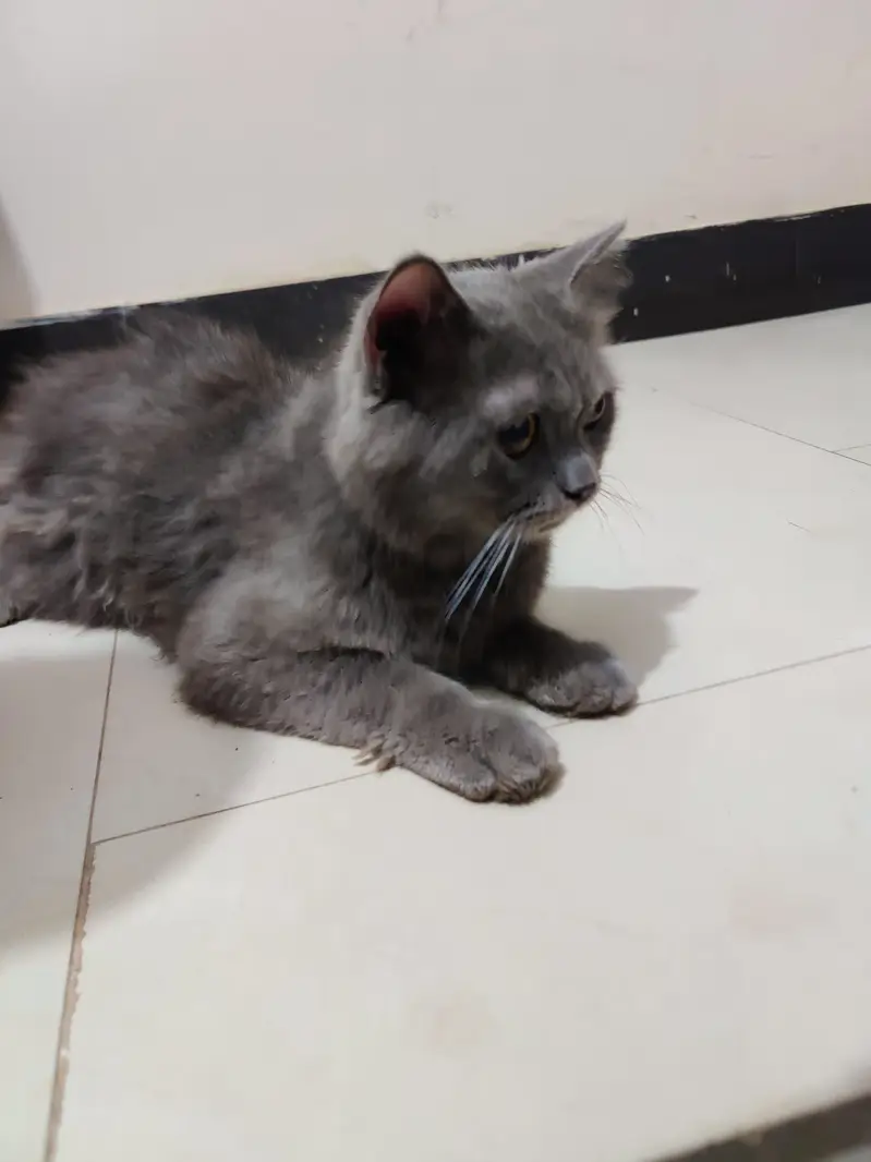 Persian cat grey colour — photo 4