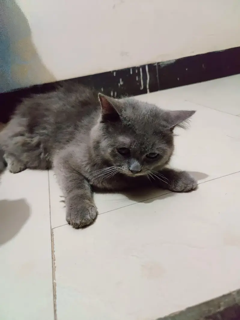 Persian cat grey colour — photo 5