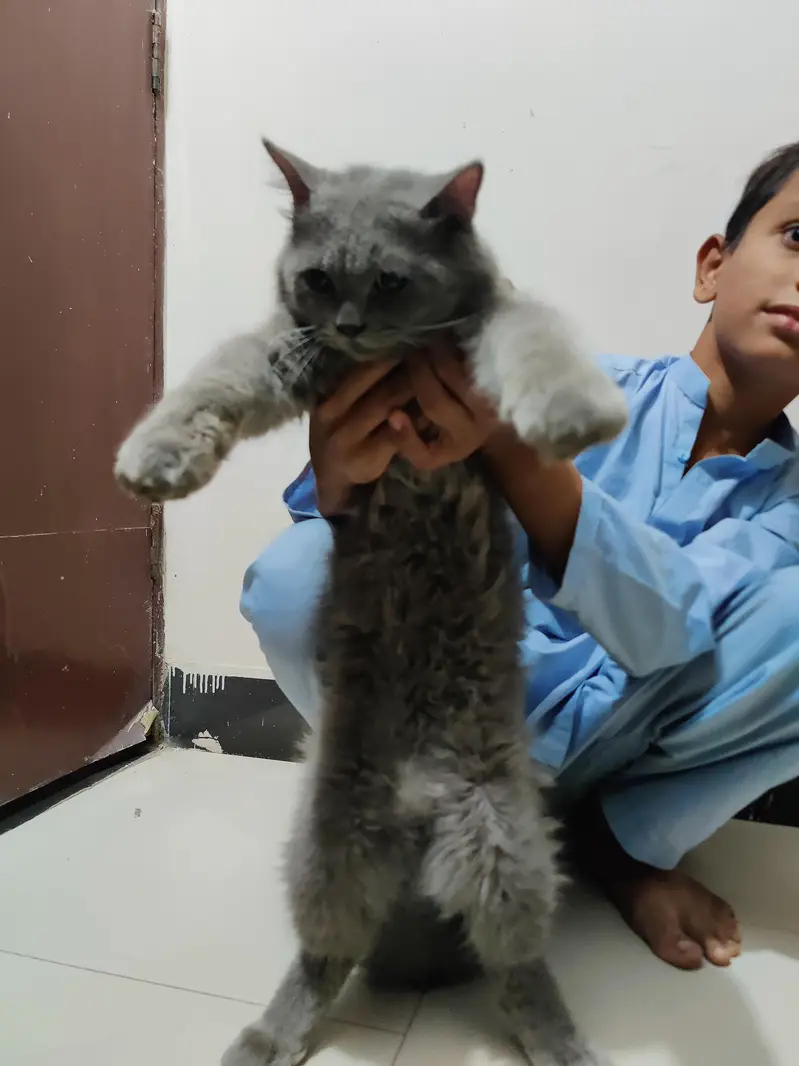 Persian cat grey colour — photo 6