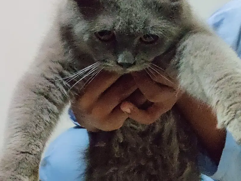 Persian cat grey colour — photo 7