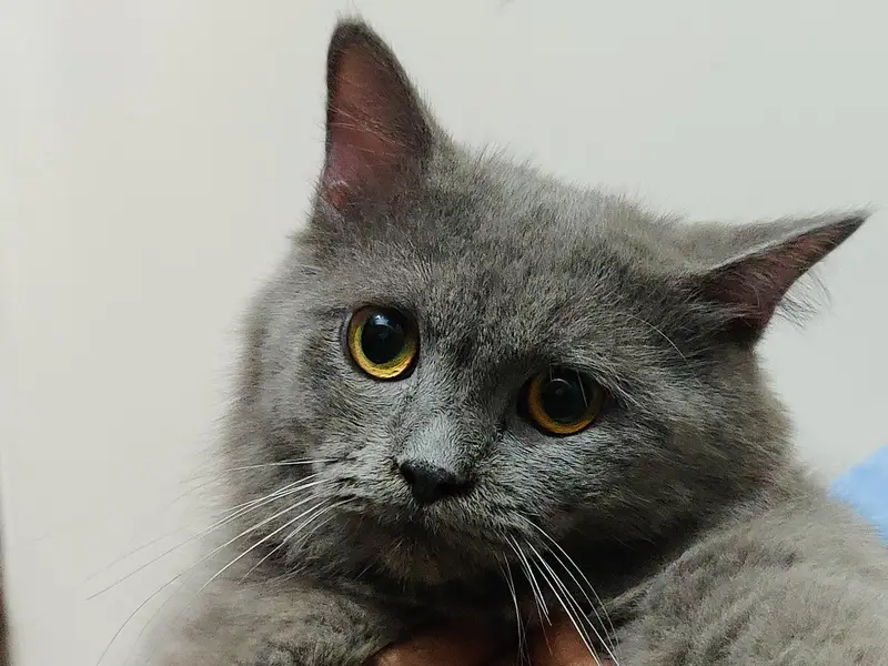 Persian cat grey colour — photo 8