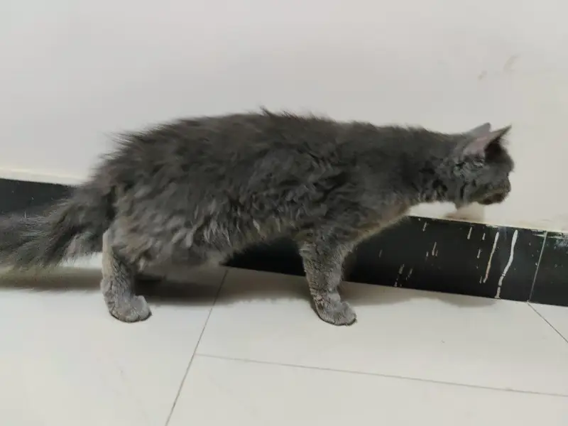 Persian cat grey colour — photo 9