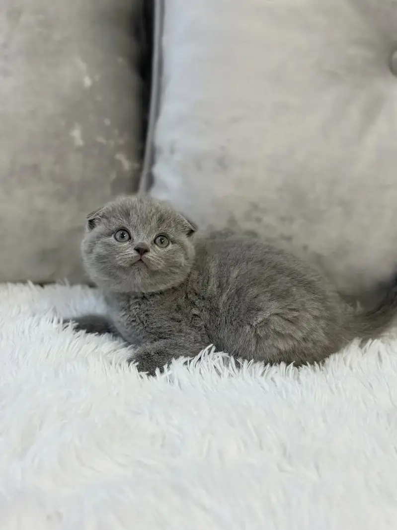 SCOTTISH FOLD | SHORTHAIR | IMPORTED — photo 2