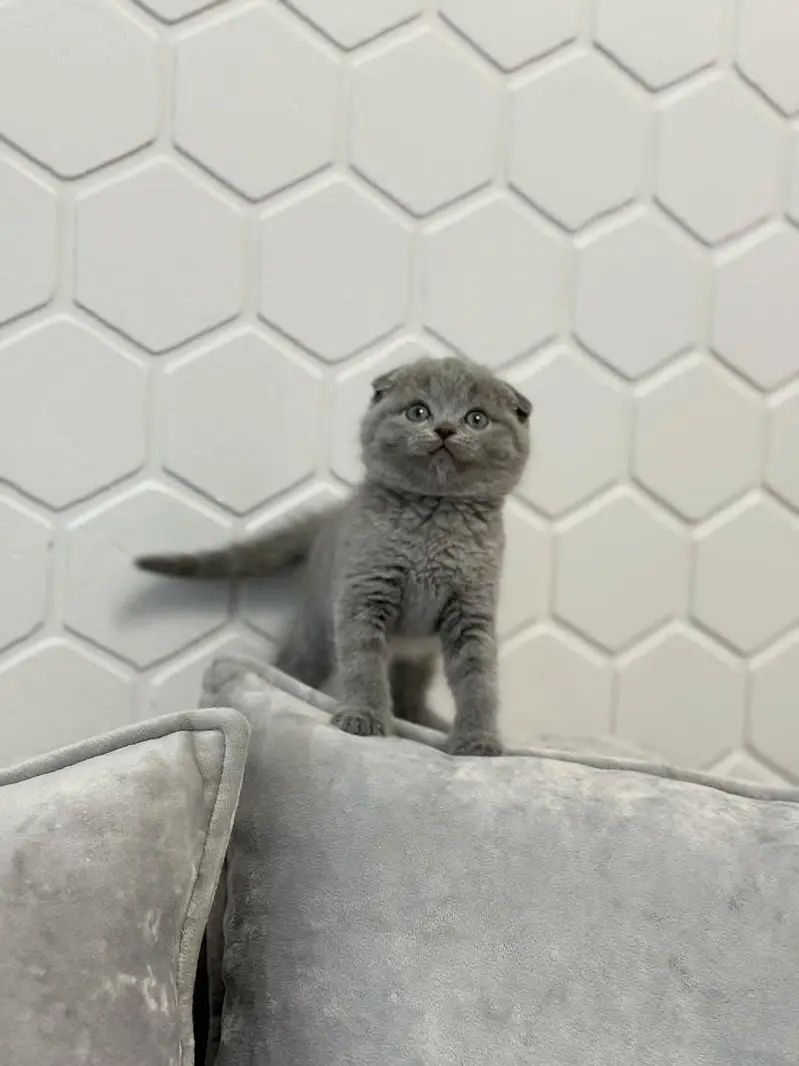 SCOTTISH FOLD | SHORTHAIR | IMPORTED — photo 3