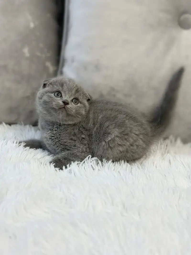 SCOTTISH FOLD | SHORTHAIR | IMPORTED — photo 5
