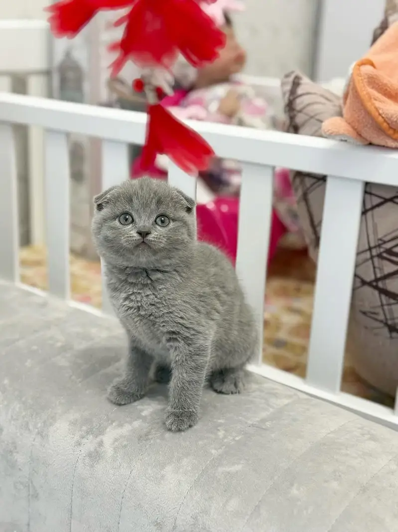 SCOTTISH FOLD | SHORTHAIR | IMPORTED — photo 6