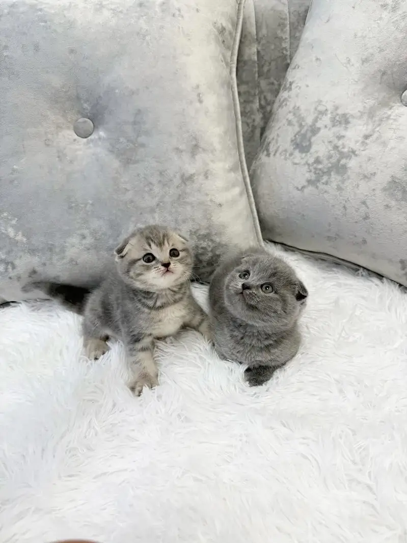 SCOTTISH FOLD | SHORTHAIR | IMPORTED — photo 7