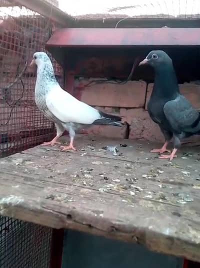 Baby Pigeons