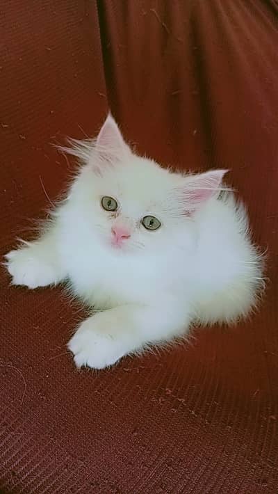 Extra long coat persian kitten