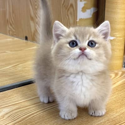MUNCHKIN | SCOTTISH FOLD | BRITISH SHORTHAIR | BENGAL | MAINE COON