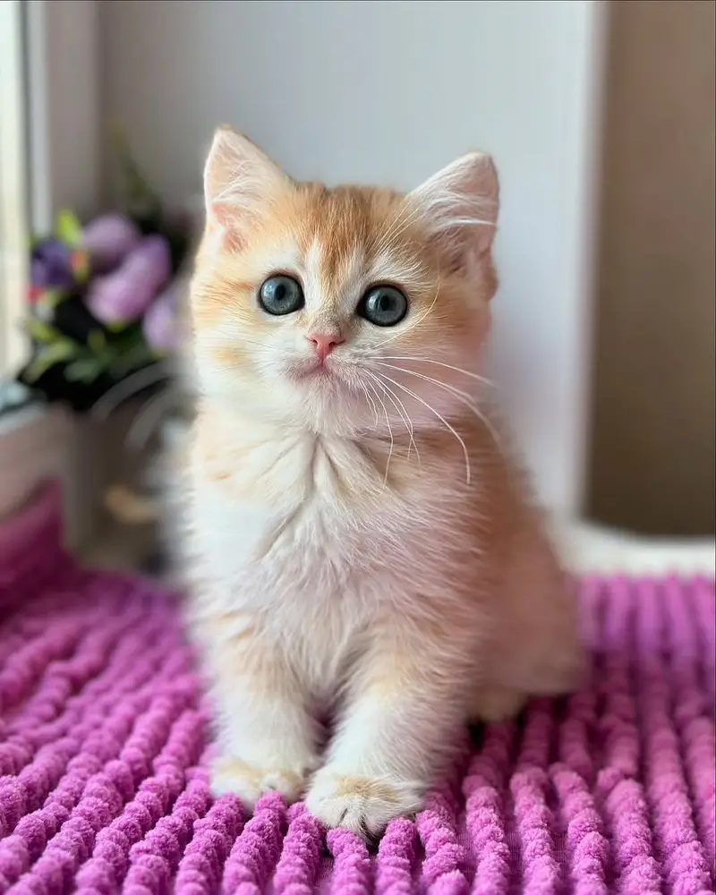 MUNCHKIN | SCOTTISH FOLD | BRITISH SHORTHAIR | BENGAL | MAINE COON — photo 2