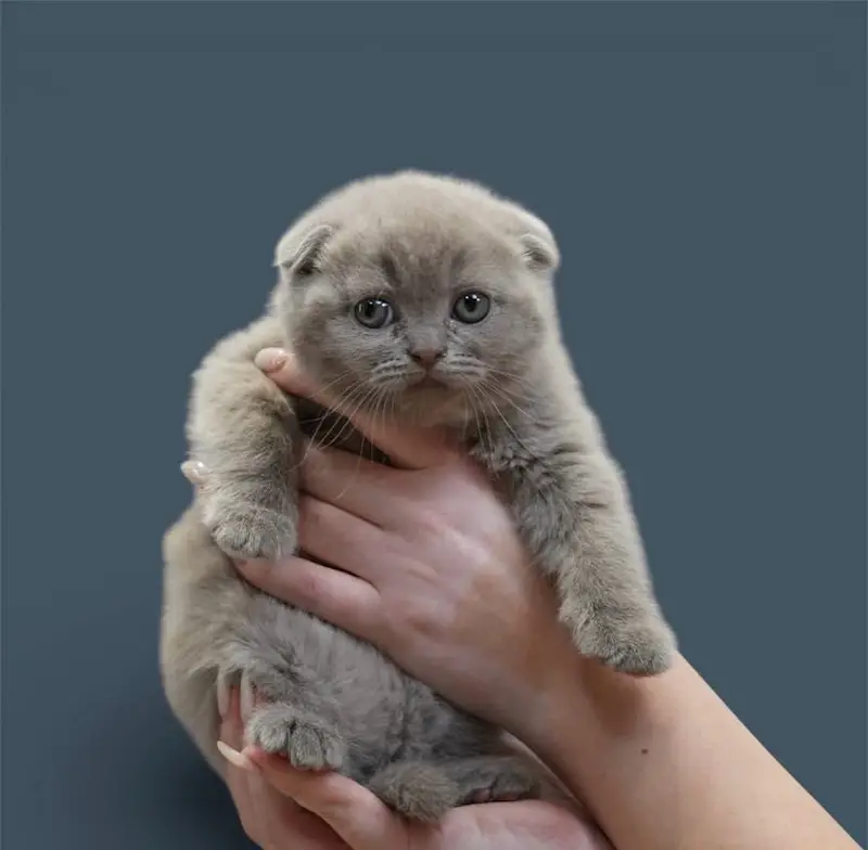 MUNCHKIN | SCOTTISH FOLD | BRITISH SHORTHAIR | BENGAL | MAINE COON — photo 3