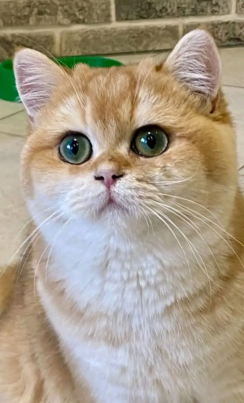 MUNCHKIN | SCOTTISH FOLD | BRITISH SHORTHAIR | BENGAL | MAINE COON — photo 4