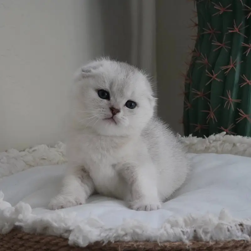MUNCHKIN | SCOTTISH FOLD | BRITISH SHORTHAIR | BENGAL | MAINE COON — photo 5