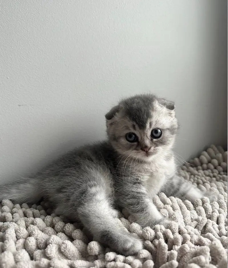 MUNCHKIN | SCOTTISH FOLD | BRITISH SHORTHAIR | BENGAL | MAINE COON — photo 7