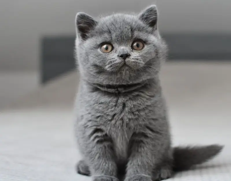 MUNCHKIN | SCOTTISH FOLD | BRITISH SHORTHAIR | BENGAL | MAINE COON — photo 11