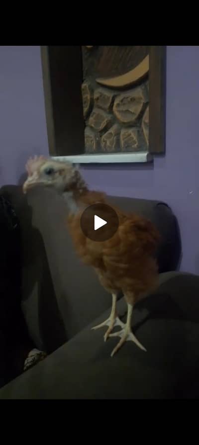 3 month chicks