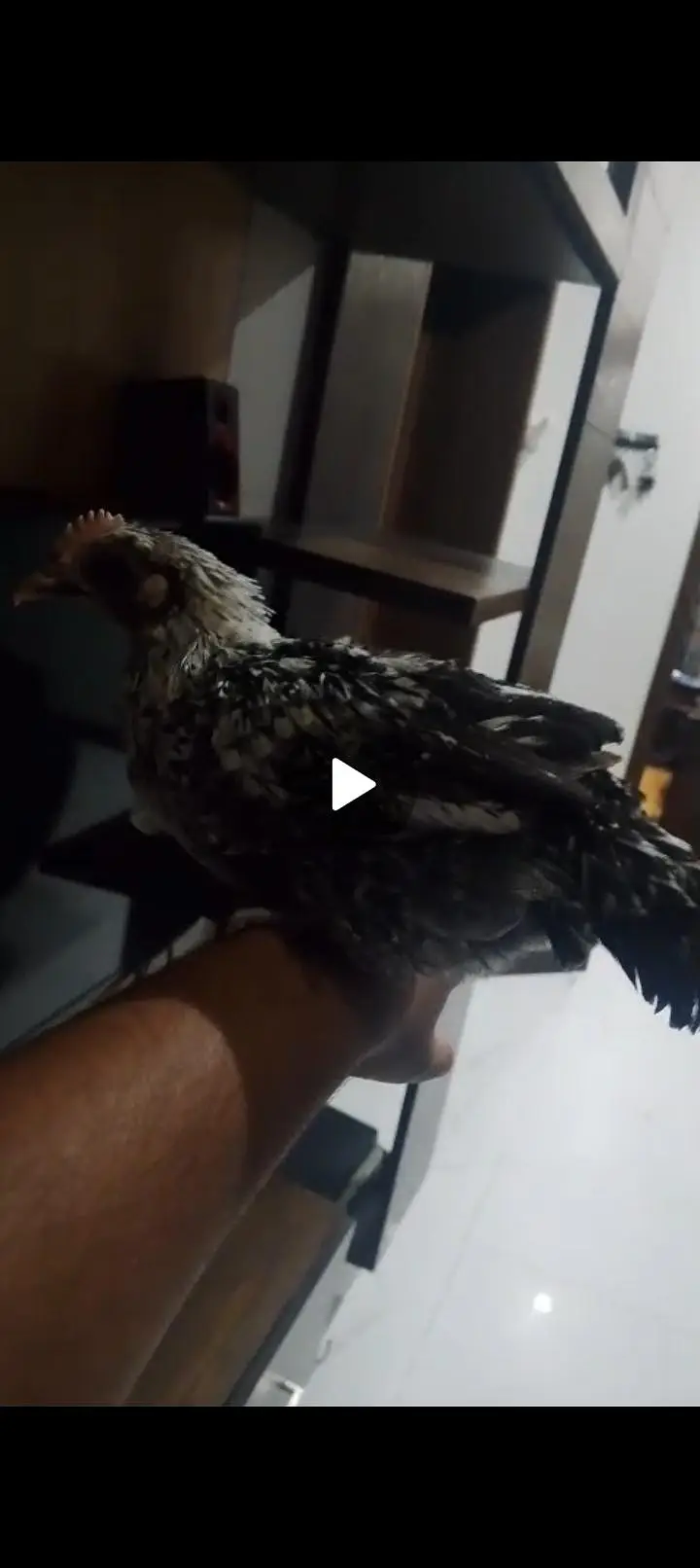 3 month chicks — photo 2