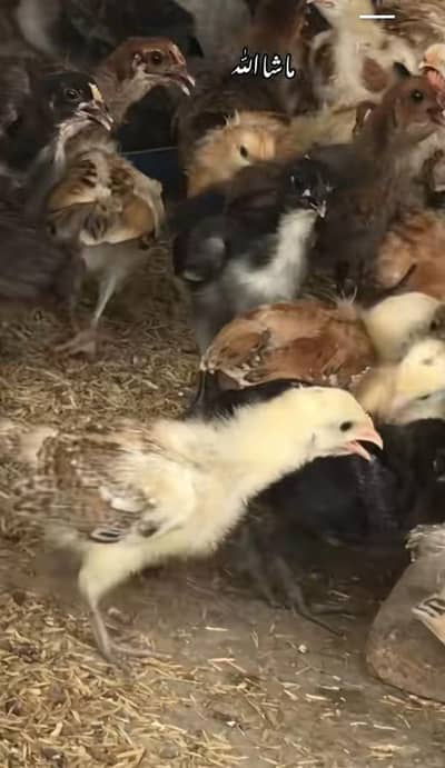 golden mesri  chicks