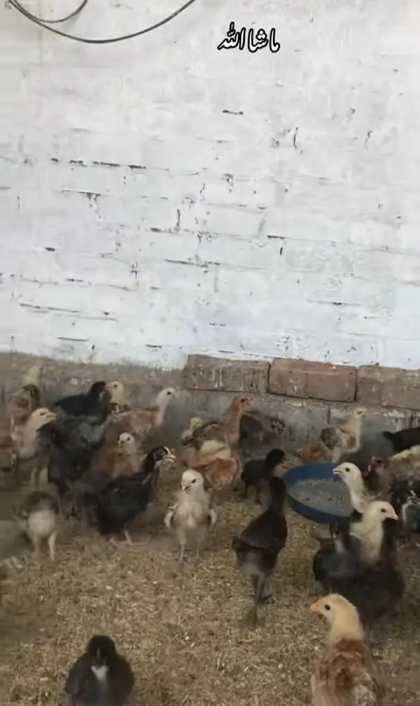 golden mesri  chicks — photo 2