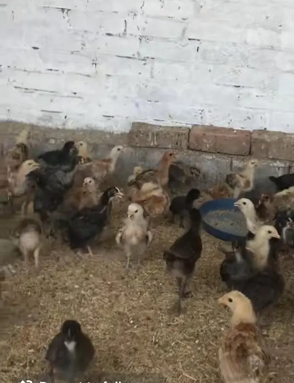 golden mesri  chicks — photo 3