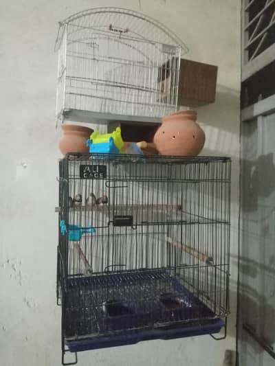 zebra finch