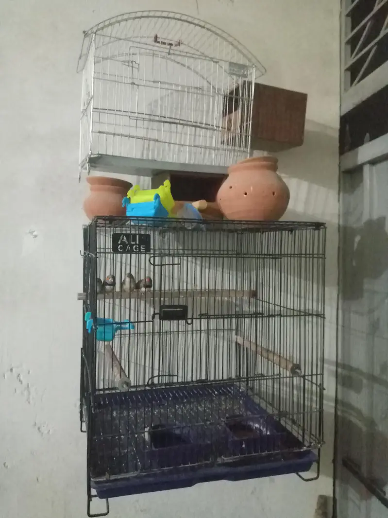 zebra finch