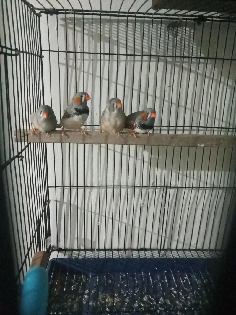 zebra finch — photo 2