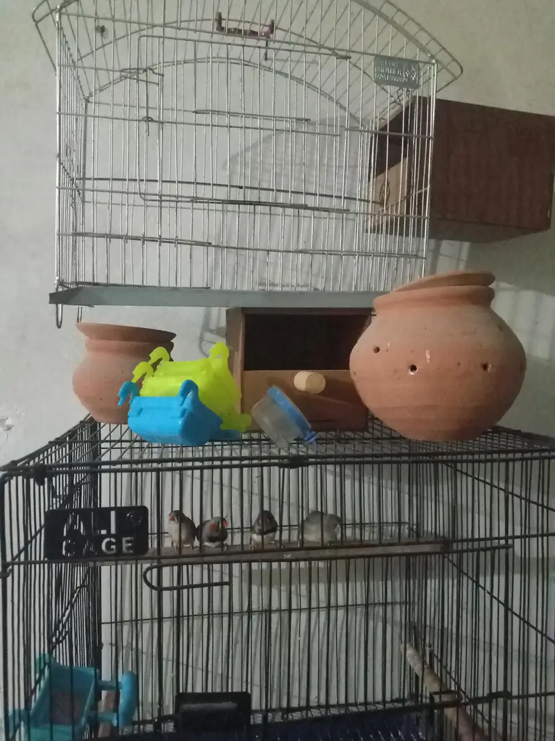 zebra finch — photo 3