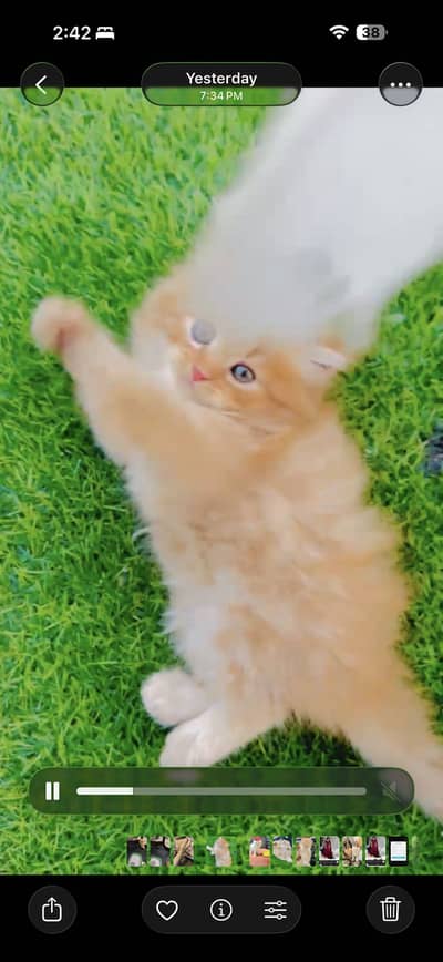 Parshion doll face kittens ct for sale
