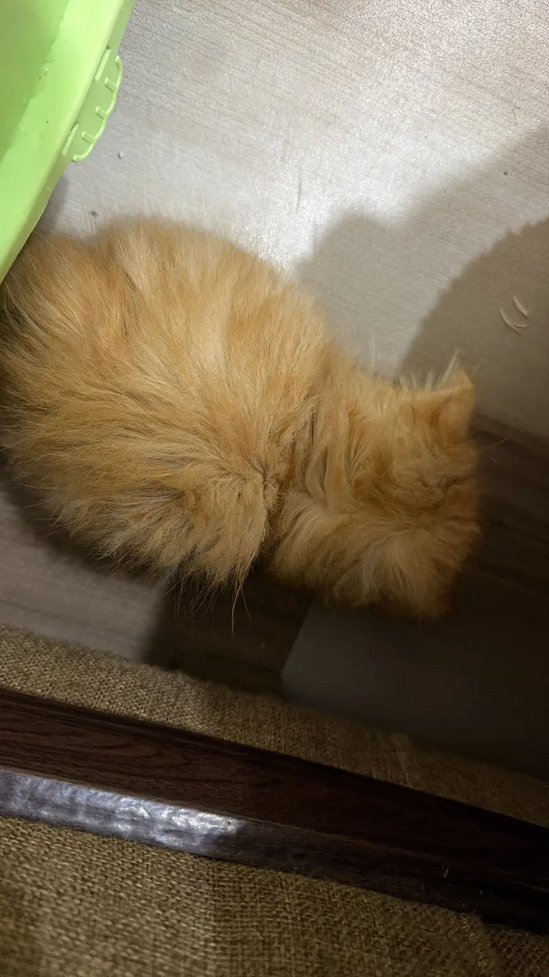 Parshion doll face kittens ct for sale — photo 2