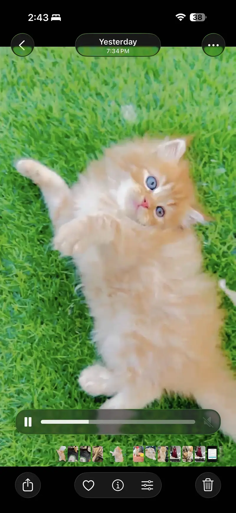 Parshion doll face kittens ct for sale — photo 3
