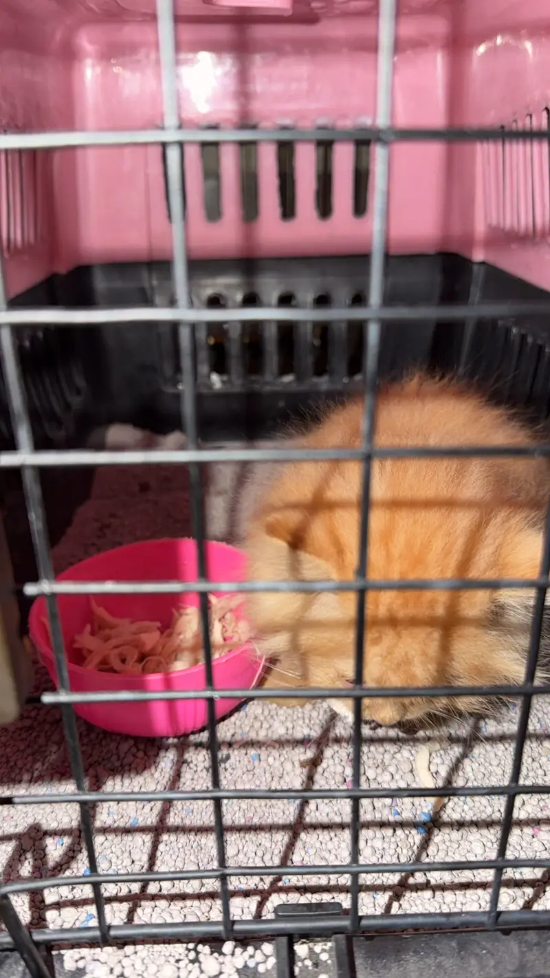 Parshion doll face kittens ct for sale — photo 4