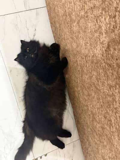 Male black persian cat
